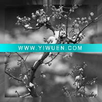 Wholesale canvas print(yy-fb-60x60cm(34)