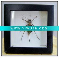Wholesale Animal Specimen