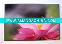 Wholesale water lily