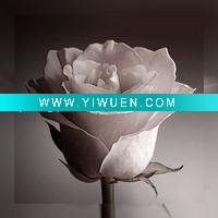 Wholesale yy-fb-40x40cm (31)canvas print