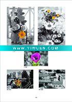 Wholesale Giclee Print Flower Oil Painting