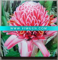 Wholesale flower digital prints