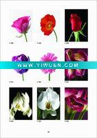Wholesale Giclee Print Paintings