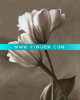 Wholesale MYH04147 Canvas Printing