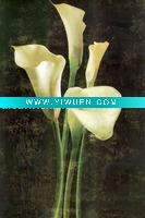 Wholesale White flower oil painting