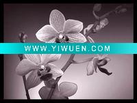 Wholesale Giclee prints on canvas