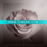 Wholesale decoration flower oil painting on canvas(yy-fb-40x40cm(30)