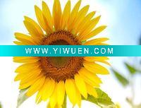 Wholesale stretched canvas prints, digital photo prints, printed wrap canvas