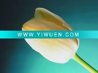 Wholesale flower giclee print on canvas