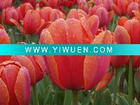 Wholesale tulip giclee print on canvas