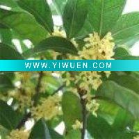 Wholesale Incense Stick Fragrance:Osmanthus.