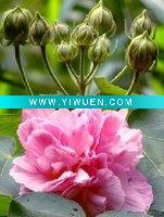 Wholesale Fragrance For incense stick :Hibiscus