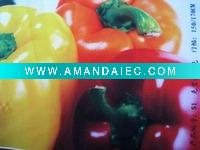 Wholesale digital printing for flag textile