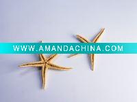 Wholesale Natural Starfish seashell conch craft -- Aquarium decoration