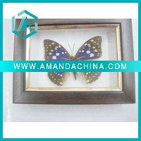 Wholesale insect specimens