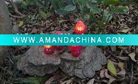 Wholesale Resin solar ganoderma lucidum lamp