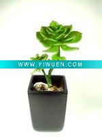Wholesale Artificial Echeveria Plant