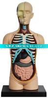 Wholesale Anatomical Human Thoracic Cavity Model