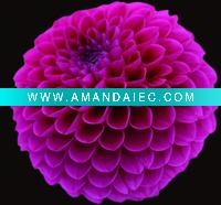 Wholesale Flower Canvas prints