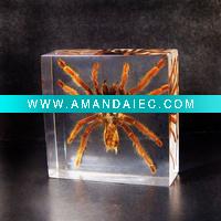 Wholesale novelty gift--Real tarantula paperweight