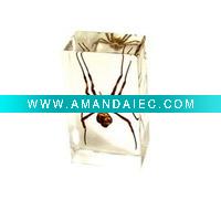 Wholesale novelty product--Real spider paperweight