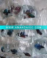 Wholesale Pet Fish