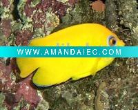 Wholesale Lemonpeel Angelfish