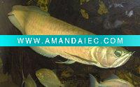 Wholesale QUALITY AROWANA FISH