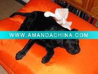 Wholesale Classic Duvet Dog Bed Biscuit