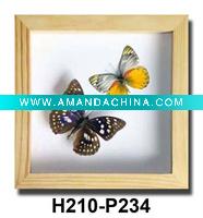 Wholesale Butterfly Home Decoration