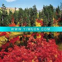 (30*40cm-1188)3D picture