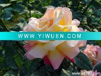 Wholesale Art canvas