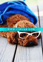 Wholesale dog modern painting