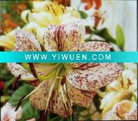 Wholesale flower oil painting H-XS-04