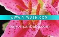 Wholesale pink flower glass painting for home decoration