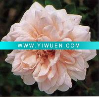 Wholesale flower oil painting H-XS-012