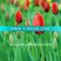 Wholesale tulip reverse glass painting