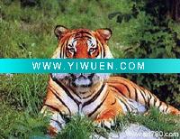 Wholesale painting animal,oil painting,decoration painting