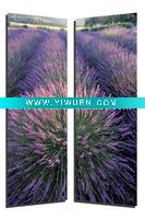 photography lavender