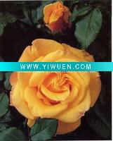 Wholesale flower oil painting H-XS-011