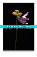 Wholesale famous flower pictures