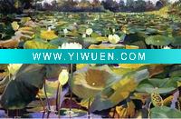 Wholesale flower oil painting H-XS-01