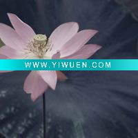 Wholesale giclee painting with flower