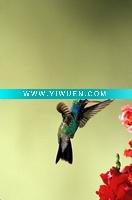 Wholesale A little bird--Canvas Printing Art