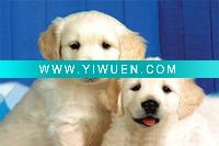Wholesale 3d pictures