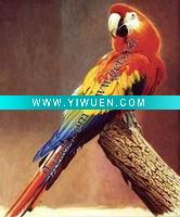 Wholesale Handmade Oil Painting ,Art Parrot 60x90cm