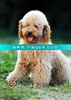 Wholesale dog oil painting