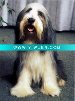 Wholesale Handmade Animal Oil Painting On Canvas