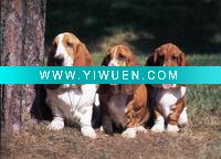 Wholesale Oil Painting(animal) On Canvas