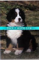 Wholesale Painting(animal) On Canvas